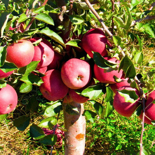 Pink-Lady-Apple-Tree-1